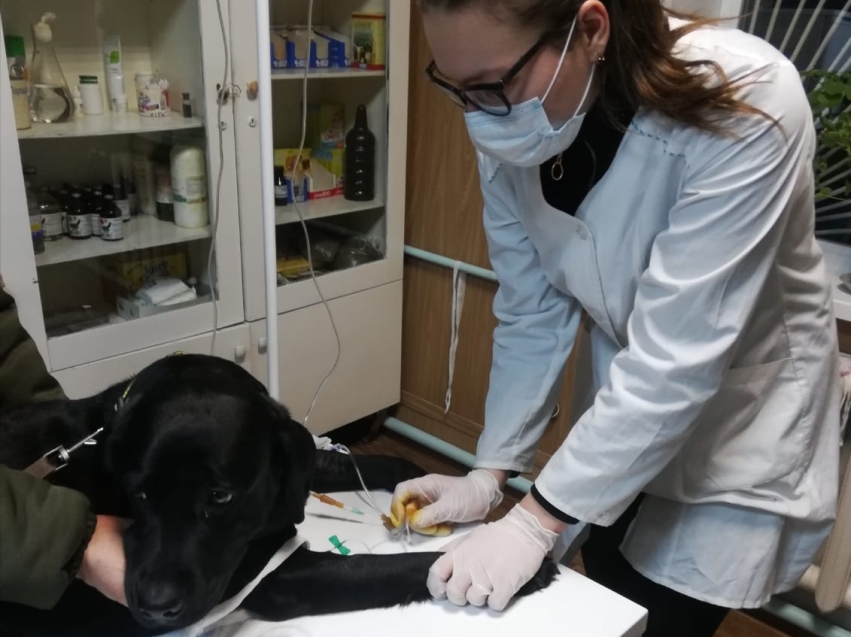 Ветеринарные врачи Борзинского района бесплатно окажут помощь пострадавшим животным при пожаре